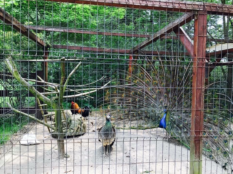 Pension Casa Vanatorilor Беїле-Оленешті Екстер'єр фото